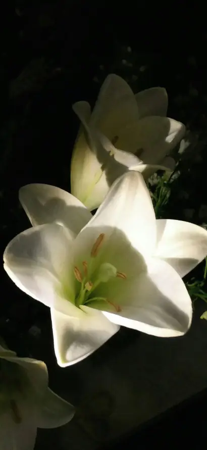 4k光影壁纸 - 植物 - 特写 - 白色「哲风壁纸」