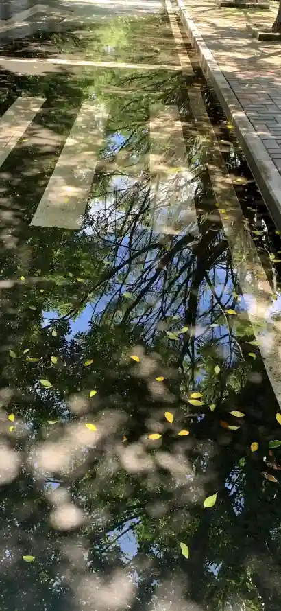 4k倒影壁纸 - 树木 - 树荫 - 步道「哲风壁纸」