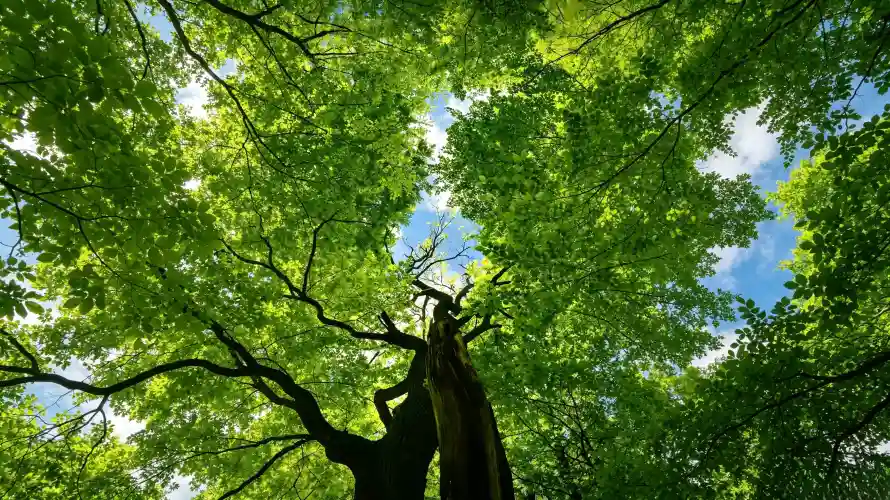 3k仰视壁纸-阳光与自然-免费下载「哲风壁纸」