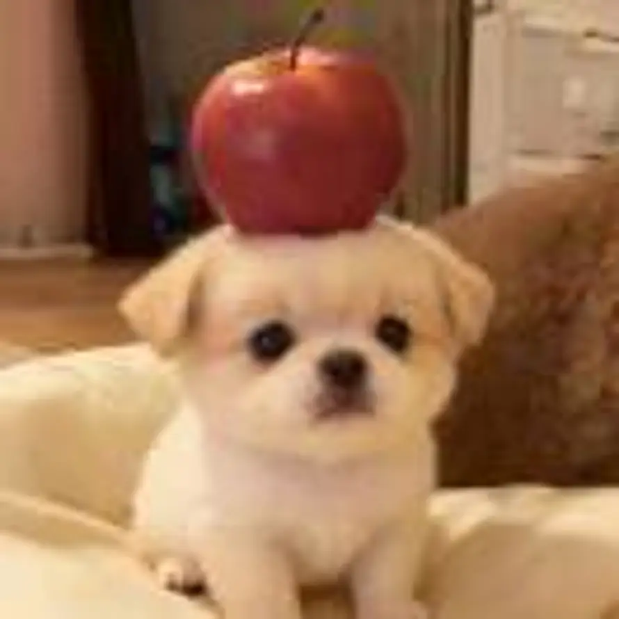 白菜的头像