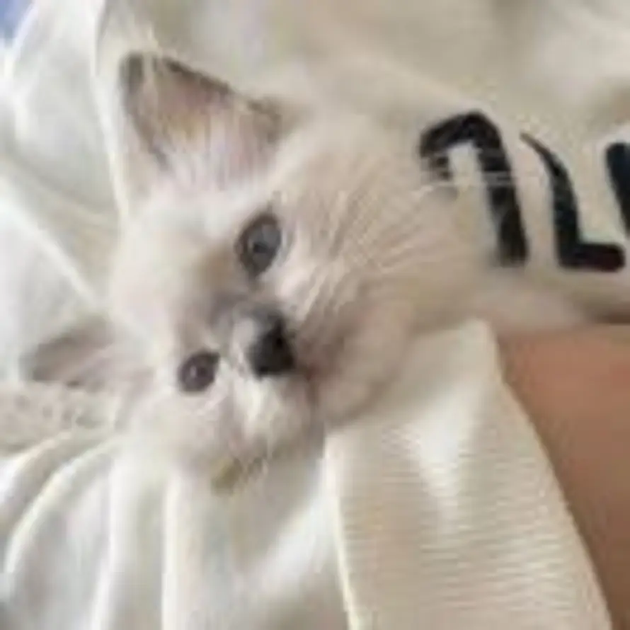 x的头像