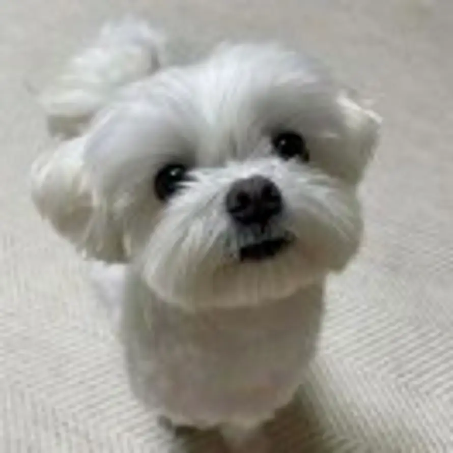 ᥫᩣᥫᩣᥫᩣ的头像