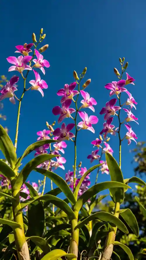 4k兰花壁纸 - 户外 - 晴天 - 植物「哲风壁纸」