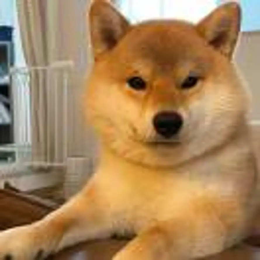 青雉的头像