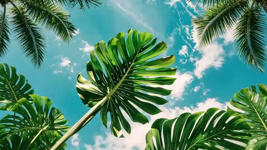 3k仰视壁纸-棕榈叶壁纸和夏天-热带植物壁纸推荐「哲风壁纸」