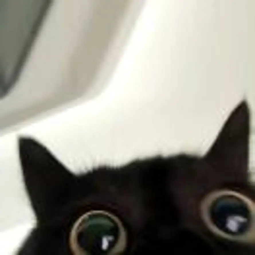 〇的头像
