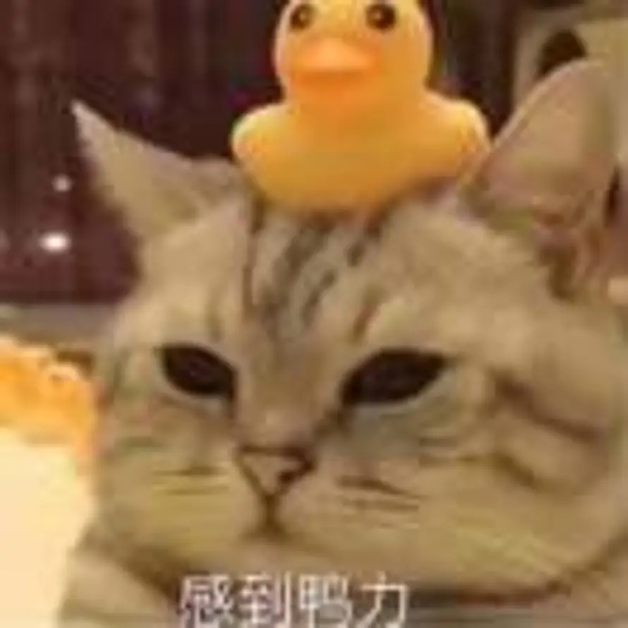 Hi的头像
