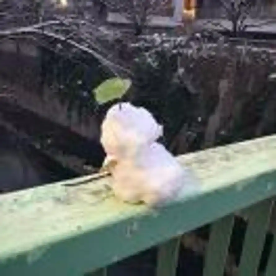 温白开的头像