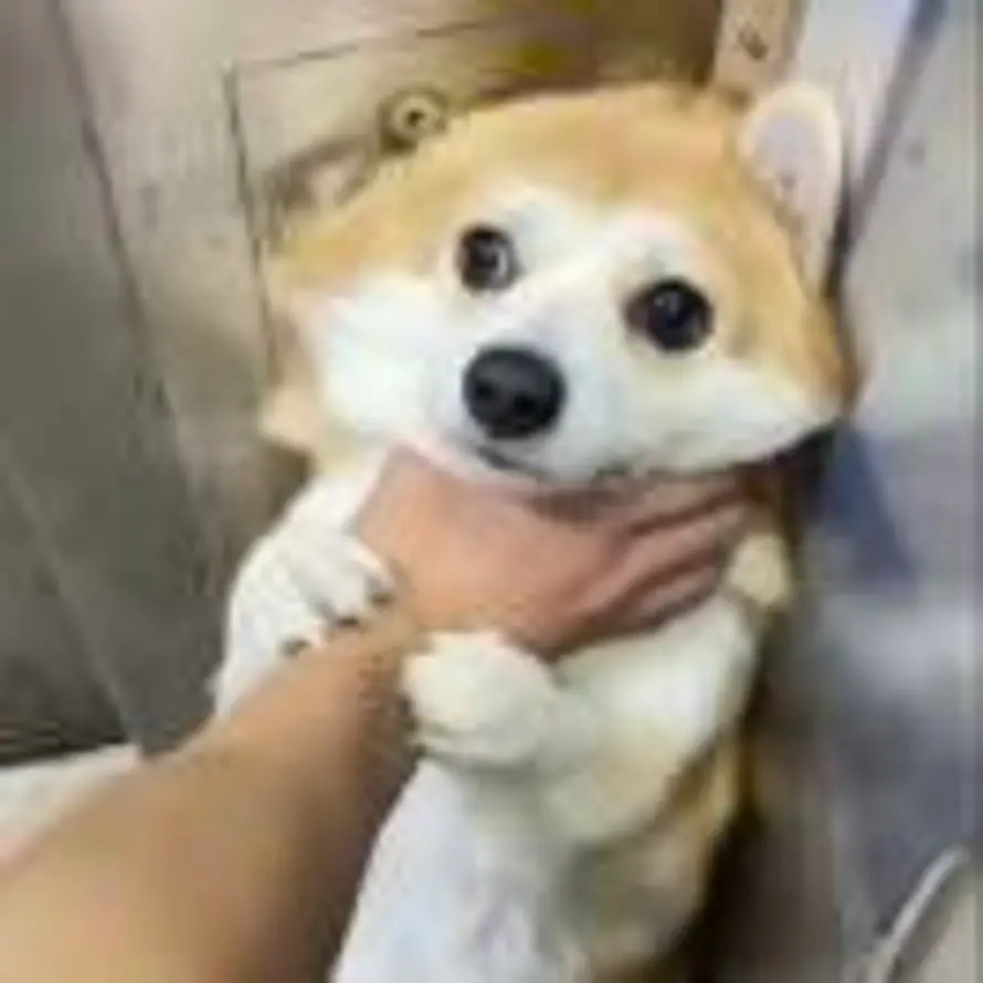 汀拾的头像