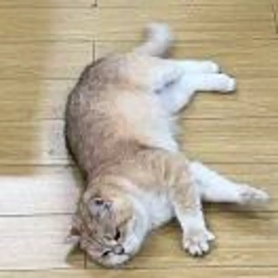 鹏的头像