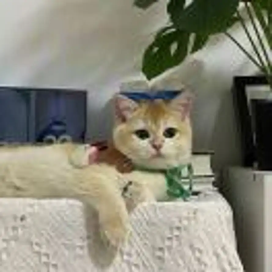 Sahara的头像