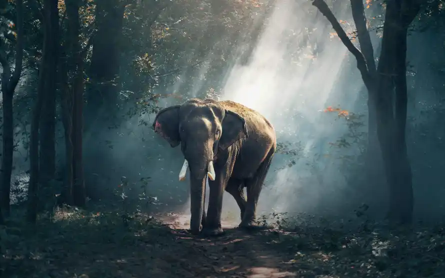 4k动物壁纸 - 大象 - 林间 - 树木「哲风壁纸」
