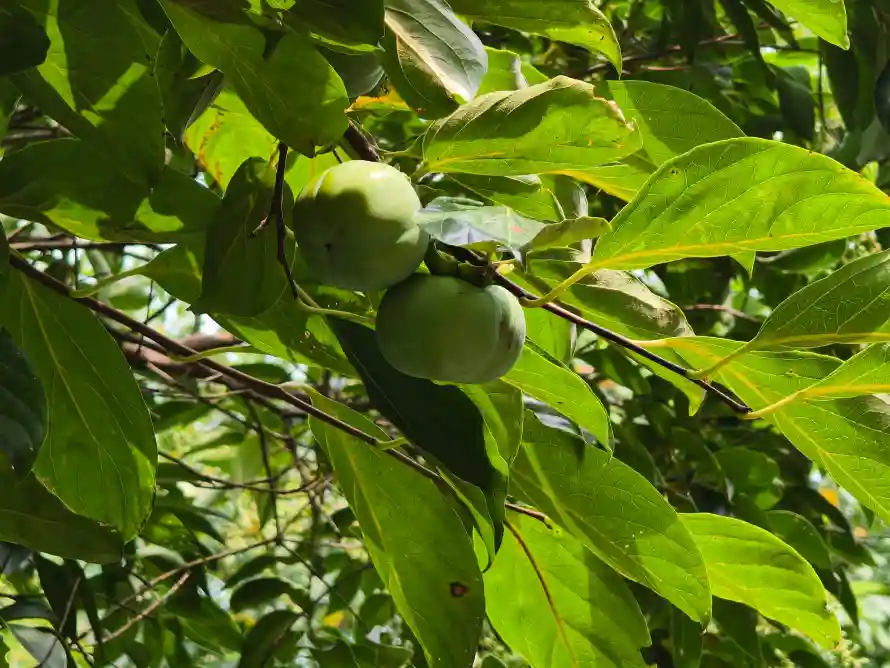 4k夏天壁纸 - 果实 - 果树 - 枝叶「哲风壁纸」