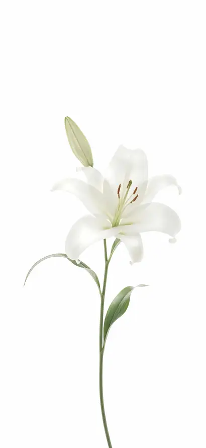 4k极简壁纸 - 清新 - 百合 - 简约「哲风壁纸」