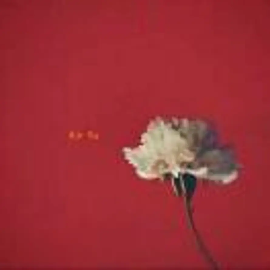Xin Yu的头像
