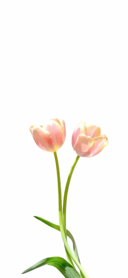 4k插画壁纸 - 清新 - 简约 - 粉色「哲风壁纸」