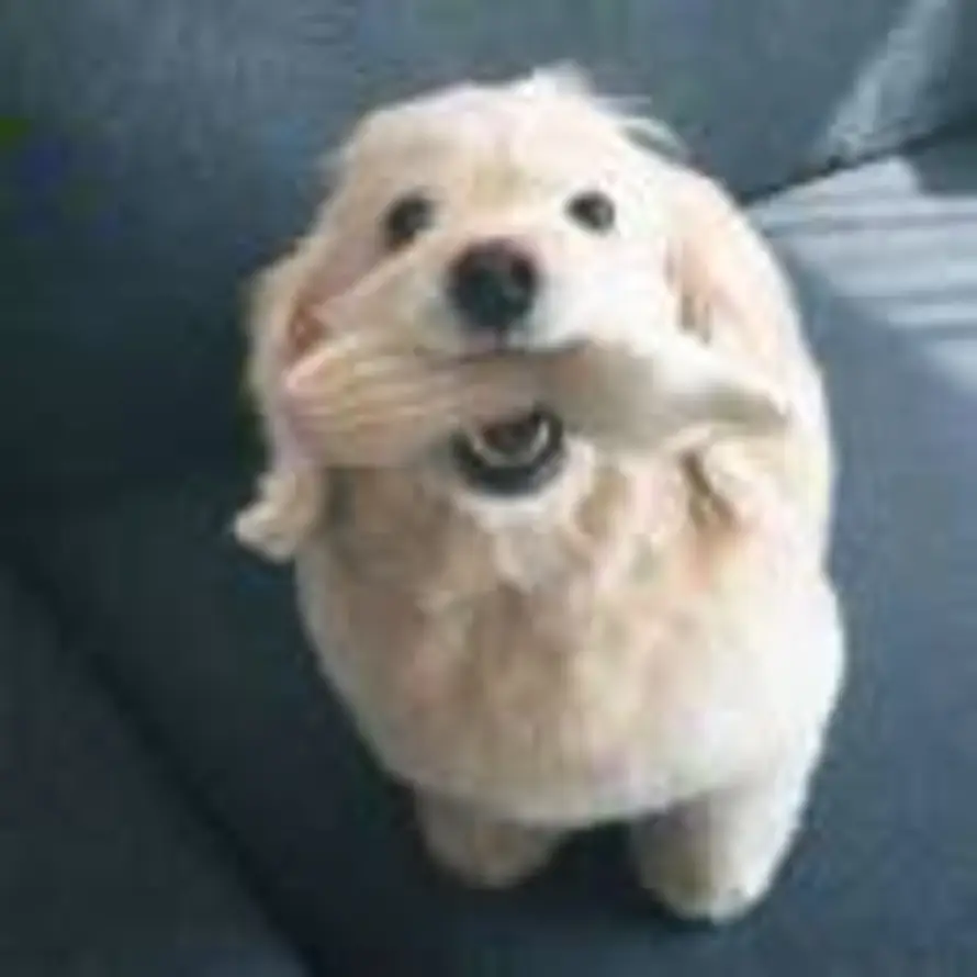 薯条的头像