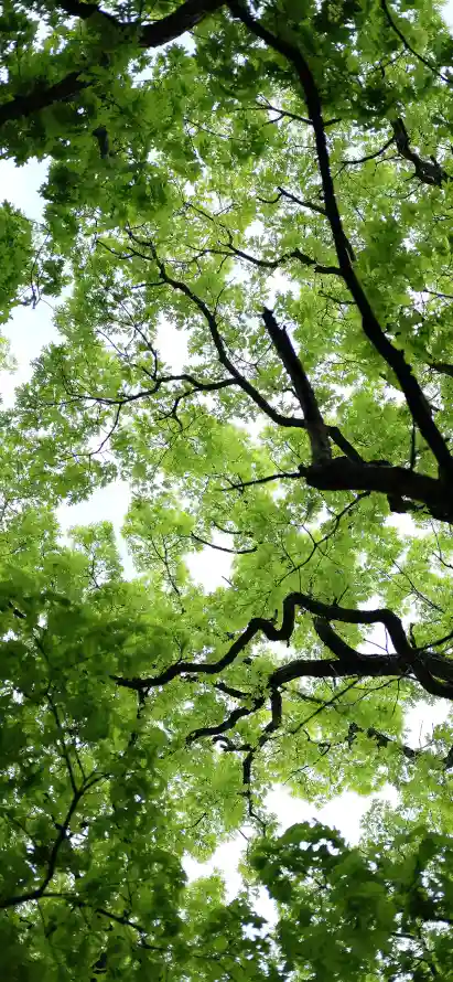 4k仰视壁纸 - 树叶 - 树木 - 树枝「哲风壁纸」