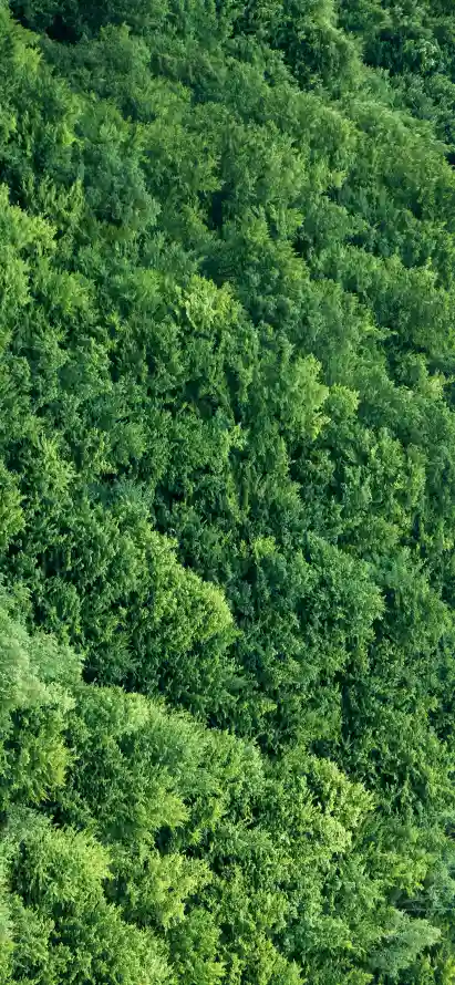 4k林地壁纸 - 树林 - 森林 - 植被「哲风壁纸」