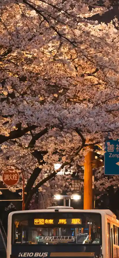 4k城市壁纸 - 夜晚 - 夜景 - 春日「哲风壁纸」