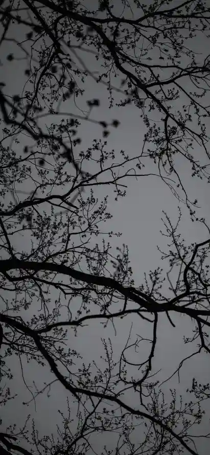 4k剪影壁纸 - 夜晚 - 天空 - 枯树「哲风壁纸」