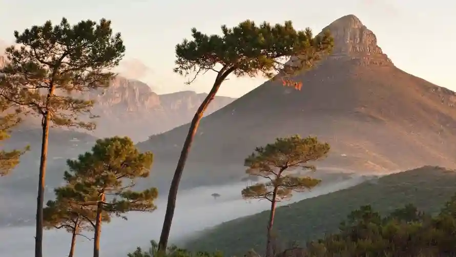 4k云雾壁纸 - 山 - 树 - 山峦「哲风壁纸」