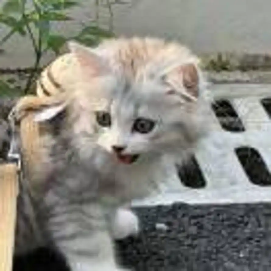 ᴴᵒᵖᵉ Trap的头像