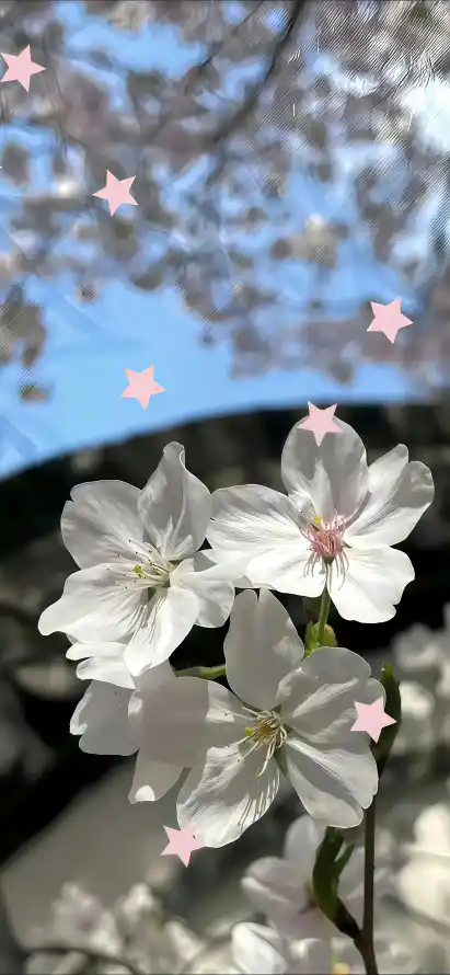 4k星星壁纸 - 春日 - 晴空 - 梨花「哲风壁纸」