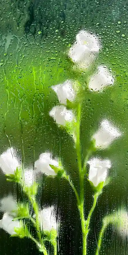 4k朦胧壁纸 - 植物 - 水汽 - 水珠「哲风壁纸」