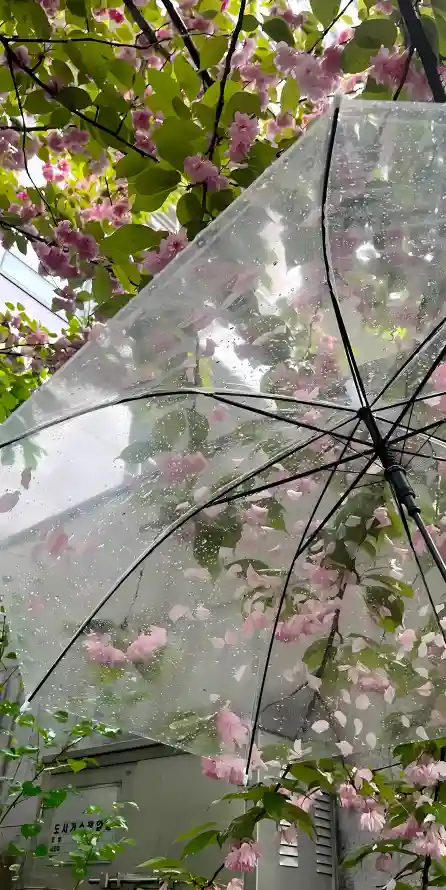 4k户外壁纸 - 春天 - 树叶 - 花树「哲风壁纸」