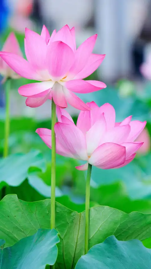 4k自然壁纸 - 花朵 - 粉色 - 夏天「哲风壁纸」