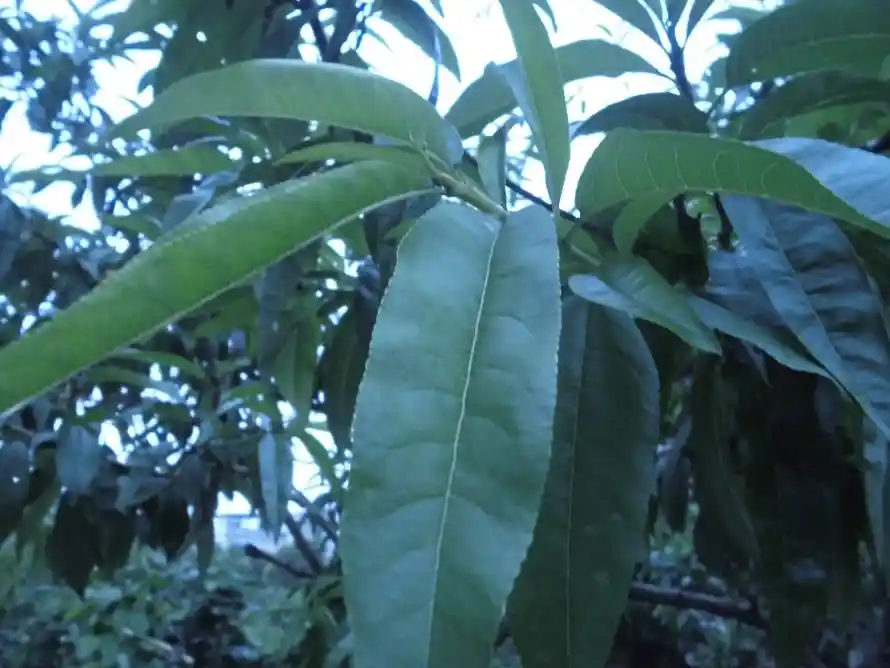 4k叶片壁纸 - 夏季 - 户外 - 树叶「哲风壁纸」 4k叶片壁纸 - 夏季 - 户外 - 树叶「哲风壁纸」