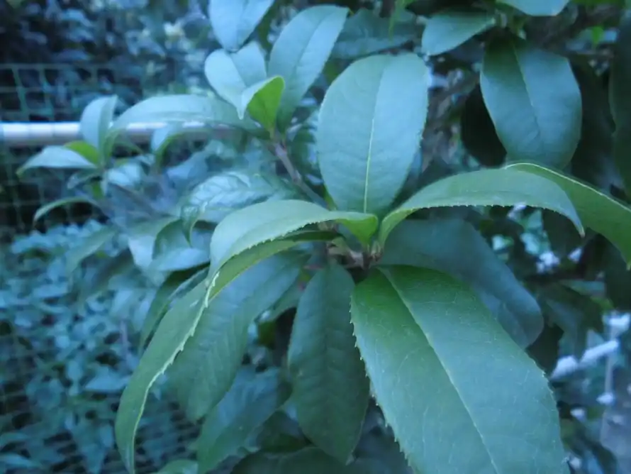 4k叶片壁纸 - 枝叶 - 树木 - 植物「哲风壁纸」 4k叶片壁纸 - 枝叶 - 树木 - 植物「哲风壁纸」