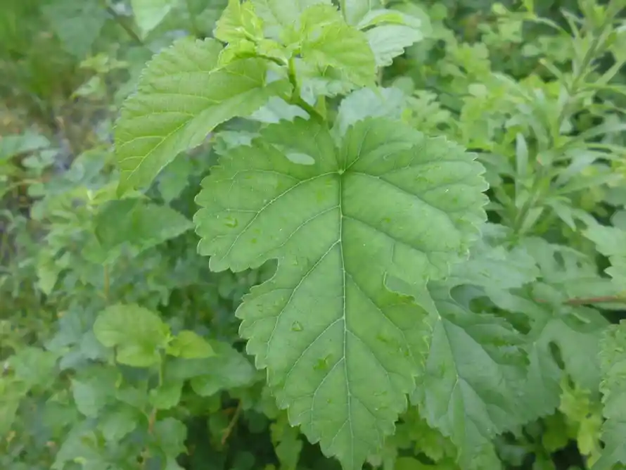 4k叶片壁纸 - 新鲜 - 植物 - 植被「哲风壁纸」