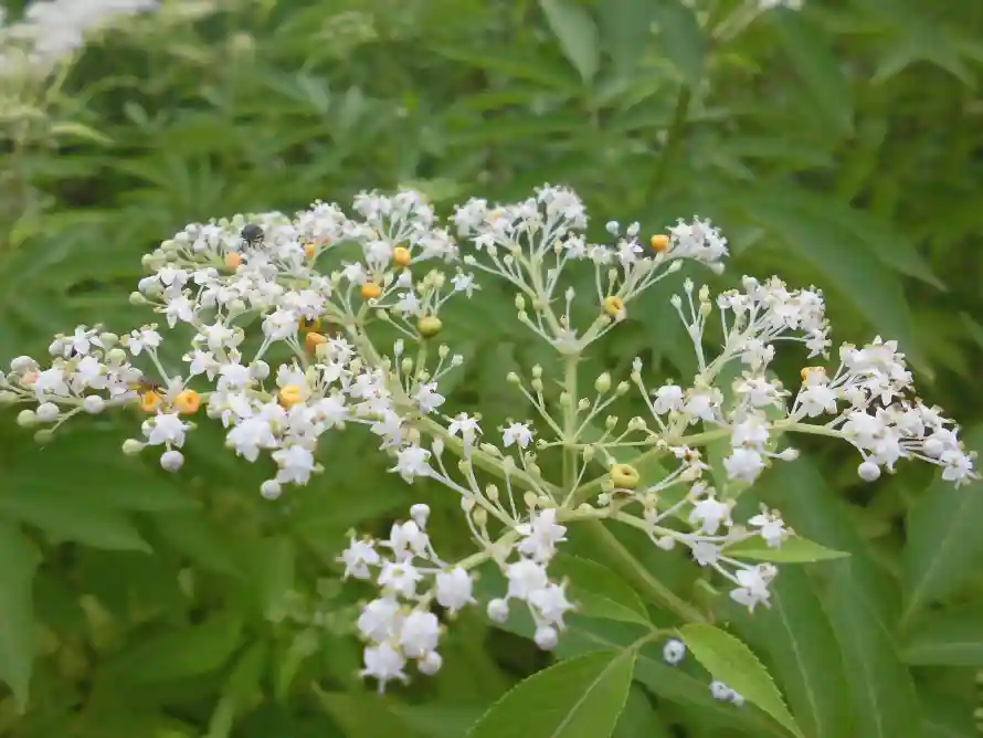 4k植物壁纸 - 清新 - 白花 - 绿叶「哲风壁纸」