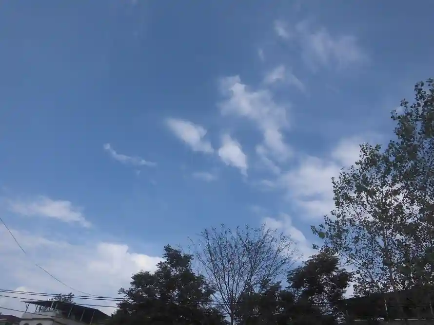 4k天空壁纸 - 户外 - 晴天 - 树木「哲风壁纸」