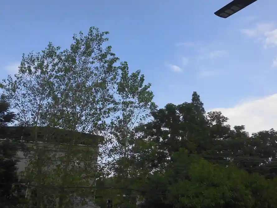 4k天空壁纸 - 户外 - 晴天 - 树木「哲风壁纸」 4k天空壁纸 - 户外 - 晴天 - 树木「哲风壁纸」