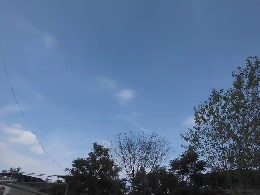 4k天空壁纸 - 户外 - 晴天 - 树冠「哲风壁纸」 4k天空壁纸 - 户外 - 晴天 - 树冠「哲风壁纸」