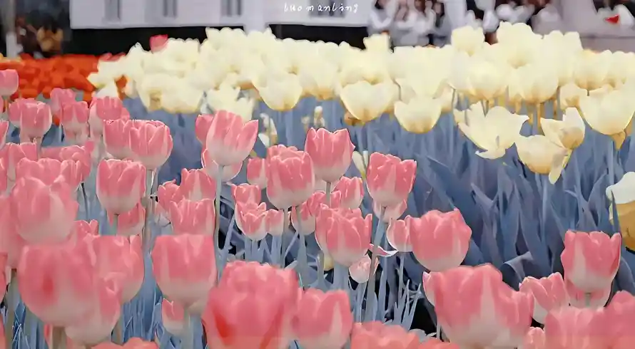 4k治愈壁纸 - 清新 - 精选 - 花卉「哲风壁纸」 4k治愈壁纸 - 清新 - 精选 - 花卉「哲风壁纸」