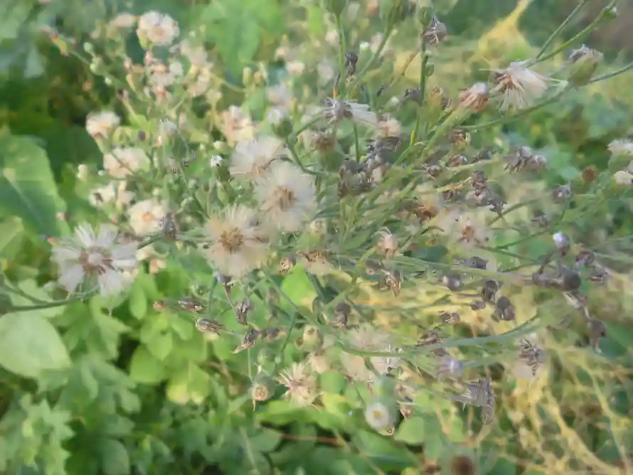 4k户外壁纸 - 植物 - 清新 - 绿叶「哲风壁纸」