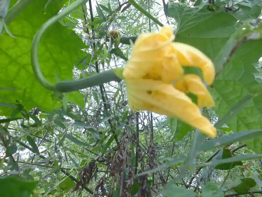 4k丝瓜壁纸 - 花 - 夏季 - 幼瓜「哲风壁纸」