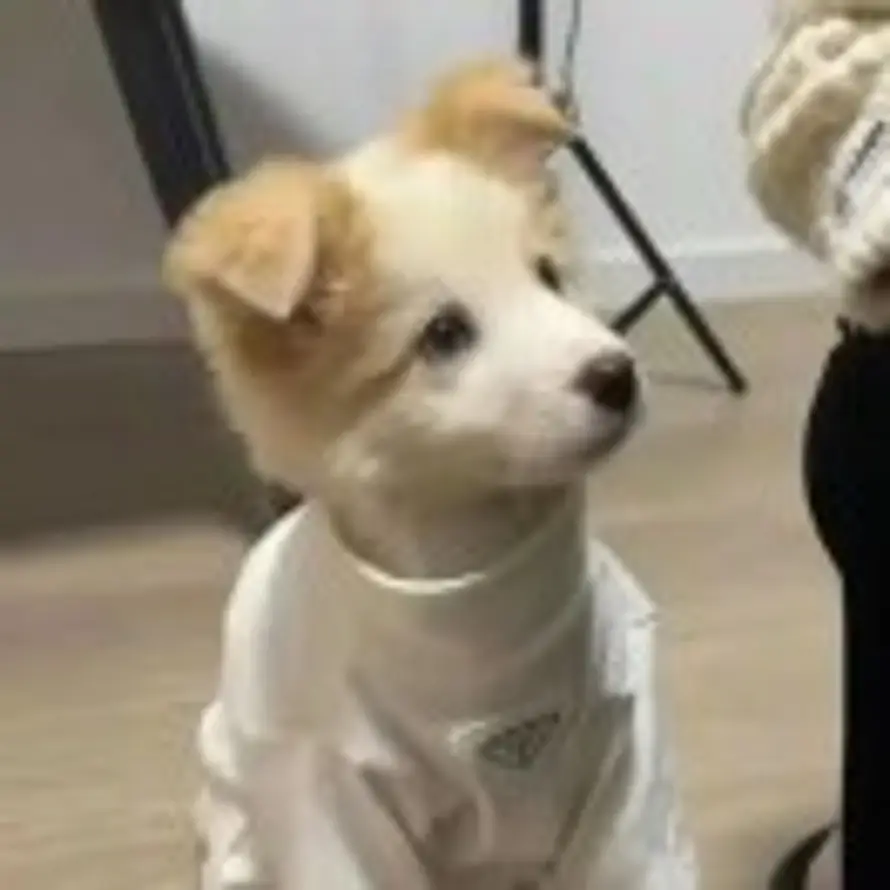 㫪的头像
