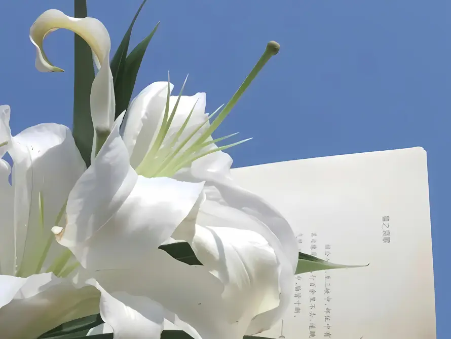 2k书页壁纸-白百合和文艺-花卉特写热门的壁纸「哲风壁纸」