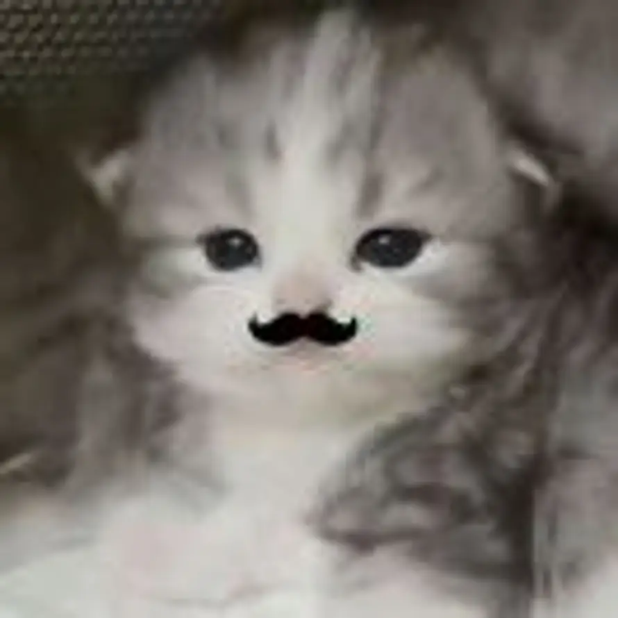 ʚCɞ的头像