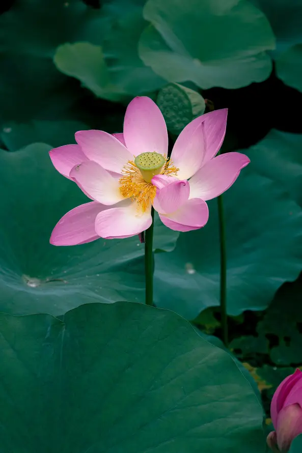 4k夏天壁纸 - 粉荷 - 花苞 - 花茎「哲风壁纸」