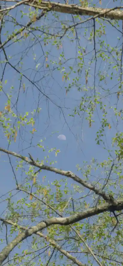 4k天空壁纸 - 嫩叶 - 新芽 - 春景「哲风壁纸」
