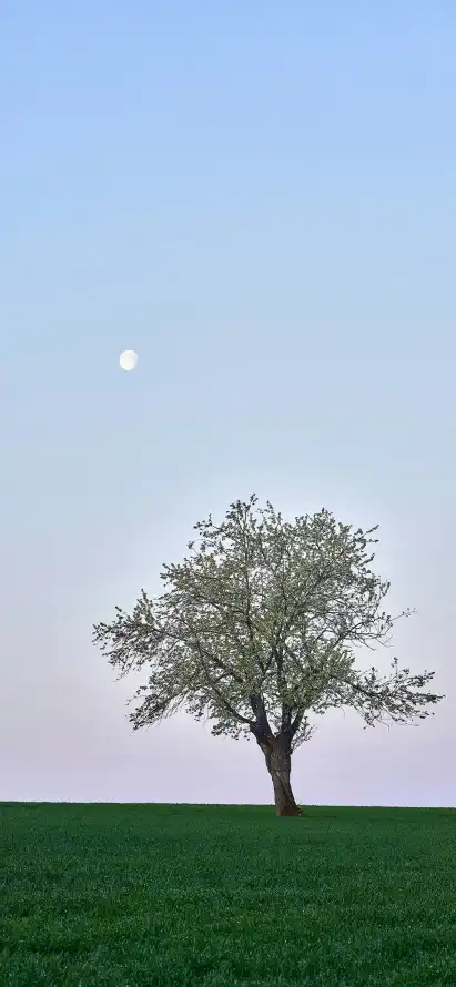 4k天空壁纸 - 孤树 - 宁静 - 开阔「哲风壁纸」