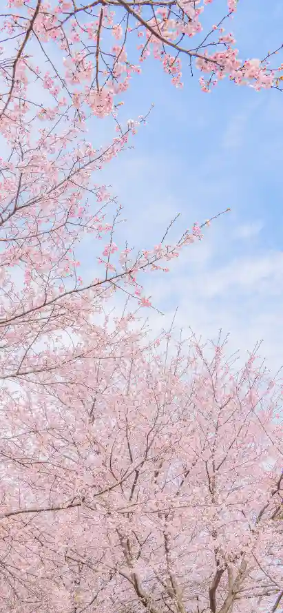 4k户外壁纸 - 春日 - 晴空 - 樱花「哲风壁纸」