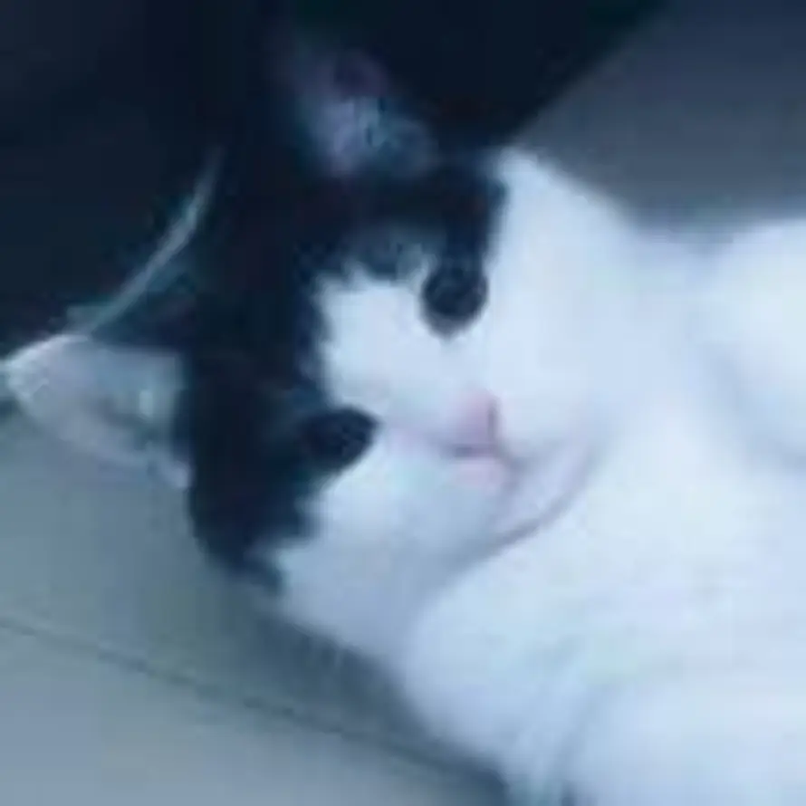 猫的头像