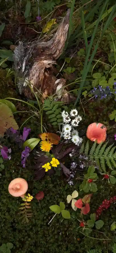 4k枯木壁纸 - 苔藓 - 草地 - 蕨类「哲风壁纸」